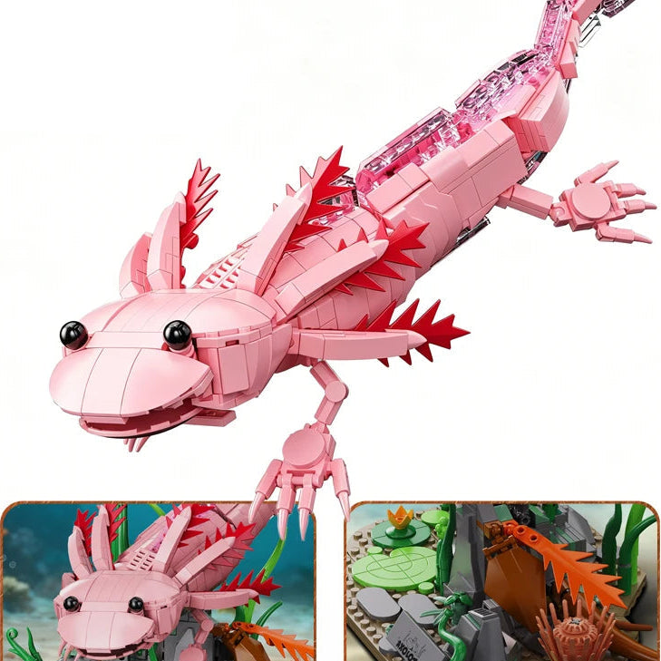 Les branchies de l'axolotl gardent une forme ronde, sa collerette rouge reste largement ouverte